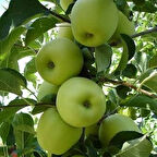 5 Yaş, Aşılı Elma Fidanı GOLDEN REİNDERS, Torbada, +120 Cm