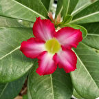 Büyük Boy Arabic Adenium Çöl Gülü Çiçeği Fidanı (Çiçek Açma Yaşında) 