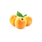 Tüplü, Aşılı Şekerpare Kayısı Fidanı