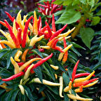 Sarı Süs Biber Tohumu 