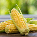 Tatlı Süt Mısırı Tohumu 