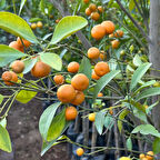 Bol Meyveli Mini Süs Mandalina (Yenilebilir) Fidanı, 130 Cm Üzeri Tüplü ve Aşılı
