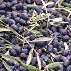 İri Meyveli Yağlık ve Sofralık Tüplü Mardin Sele Zeytini Fidanı