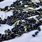 Tüplü Sınırlı Üretim Cezayir Menşei – Sigoise Zeytini Fidanı