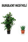 Hediyelik Yeşil Renk Benjamin Bitkisi Sevgililer Gününe Özel SUKULENT HEDİYELİ