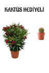 Kadınlar Gününe Özel Kırmızı Bodur Zakkum Fidanı Sarı Milli Kaktüs Hediyeli