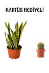 Hediyelik Sarı Alacalı Paşa Kılıcı Bitkisi Sevgililer Gününe Özel KAKTÜS HEDİYELİ