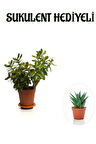 Hediyelik Parlak Yapraklı Şans Para Ağacı Bitkisi Fidanı Sukulent HEDİYELİ