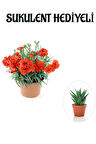Kadınlar Gününe Özel Kırmızı Renk Karanfil Çiçeği Sukulent Hediyeli