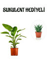 Hediyelik Starliçe Cennet Çiçeği Bitkisi Sevgililer Gününe Özel Sukulent HEDİYELİ