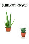 Parlak Dolgun Formlu Aleovera Bitkisi Sevgililer Gününe Özel Sukulent HEDİYELİ