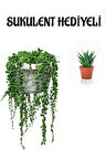 Tespih| Boncuk| Bezelya Çiçeği Bitkisi Sevgililer Gününe Özel Sukulent HEDİYELİ