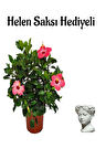 Kadınlar Gününe Özel Pembe Japon Gülü(HİBİSCUS ROSA) Helen Saksı Hediyeli
