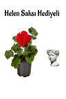 Hediyelik Kırmızı Renk Saradunya Çiçeği Sevgililer Gününe Özel Helen Saksı HEDİYELİ