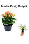 Hediyelik Turuncu Renk Kalanşo(Kalanchoe) Çiçeği Sevgililer Gününe Özel Kurdele Çiçeği HEDİYELİ