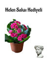 Hediyelik Kırmızı Renk Kalanşo(Kalanchoe) Çiçeği Sevgililer Gününe Özel Helen Saksı HEDİYELİ
