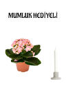 Kadınlar Günü Hediyesi Açık Pembe Kalanşo(KALANCHOE) Çiçeği Mumluk Hediyeli Çiçek