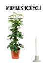 Yeşil Şeflera Bitkisi Sevgililer Gününe Özel Mumluk HEDİYELİ Salon Bitkisi