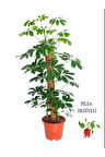 Videolu Pilea hediyeli 5 Parmak Şeflera (60 80 Cm)1 Adet Saksılı İç Mekan Bitkisi Schefflera