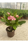 Videolu Milli Dikenler Tacı Pembe Çiçekli 25-55 Cm Saksılı Iç Mekan Bitkileri Euphorbia