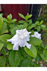 Videolu 1 Adet Çiçekli Mis Kokulu Gardenya Çiçeği 20-30 Cm Saksılı Iç Mekan Bitkileri Gardenia