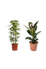 Ficus Elastica (Kauçuk) 60-80 cm - Shefflera (Şeflera) 100-120 Tek Gövdeli