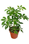 Videolu Tek Dal Şeflera Çiçeği 30-60 Cm Saksılı Iç Mekan Bitkileri (SCHEFFLERA)