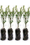 Videolu 10'lu Zeytin Fidanı 30-40 Cm Tüplü Iç Mekan Bitkileri Olive Sapling