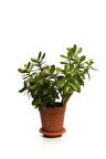 Videolu Bonsai Para Ağacı Yeşim 1 Adet 10-15cm Saksıda Büyük Boy Salon Bitkisi ( Crassula Ovata )