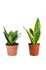 Sansevieria Mini - Paşa Kılıcı -peygamber Kılıcı Mini Seti