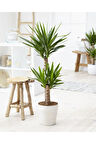 Yukka Çiçeği Yucca 2 Li Dikim Iç Mekan Bitkisi 80-100cm