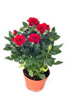 Videolu Kırmızı Minyatür Gül Fidanı 1 Adet Saksılı/ Tüplü 20-40cm Bahçe Teras Bitkisi (RED ROSE)