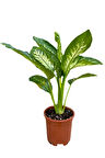 Videolu Difenbahya Bitkisi 1 Adet Saksılı 30-50 Cm Salon Bitkisi (dieffenbachia Tropical Snow )