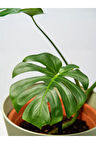 Videolu Deve Tabanı Bitkisi 1 Adet Saksılı 60-100 Cm Iç Mekan Salon Bitkisi (MONSTERA DELİCİOSA)