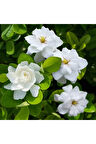 Gardenya Çiçeği-gardenia Jasminoides- Köklü,kendi Bitkini Yetiştir