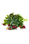 Videolu Kırmızı Ruj Çiçeği 1 Adet Saksılı 20-40cm Iç Mekan Salon Teras Sarmaşığı (AESCHYNANTHUS)