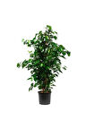 Videolu Yeşil Benjamin Ağacı Fidanı 1 Adet Saksılı/tüplü 40-60cm Iç Mekan Ofis Bitkisi(BENJAMİNA)