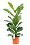Ficus Lyrata Keman Yapraklı Kauçuk Bitkisi 50 - 60 Cm