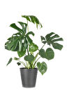 Videolu Deve Tabanı Bitkisi Geniş Yapraklı 1 Adet Saksılı 60-90cm Ofis Bitkisi(MONSTERA DELİCİOSA)