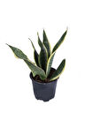Paşa Kılıcı, Saksıda, Peygamber Kılıcı, Paşa Kılıcı Sansevieria 30-40 Cm