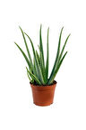 Aloe Vera Bitkisi Tıbbi Sarısabır Cilt Için Uygun Jel Aleovera 30 - 40 Cm