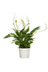 Spatifilyum Barış Çiçeği Spathiphyllum Bellini