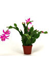 Yılbaşı Çiçeği,yılbaşı Kaktüsü,fuşya Koyu Pembe 7 Cm Saksıda