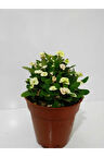 Beyaz Dikenler Tacı Euphorbia Milii