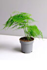 Asparagus Setaceus Kuşkonmaz Mini Ev Ofis Salon Iç Mekan Bitkisi 10-15cm