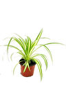 Kurdele Çiçeği Chlorophytum Comosum 20 - 30cm. Çapında. 12cm. Saksıda