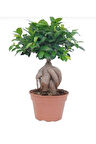 Bonsai 25 -30cm Canlı Ev Salon Bitkisi Ofis Bitkisi