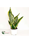 Paşa Kılıcı Sansevaria Peygamber Kılıç Çiçeği 45-55 cm