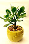 Para Çiçeği 15 - 20 Mini Cm Crassula Ovata Para Ağacı
