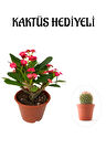 Çok Avantajlı Kırmızı Çiçekli Kaktüs Milli Dikenler Tacı Sevgililer Gününe Özel KAKTÜS HEDİYELİ